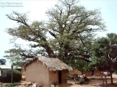 Baobab 400 X 300[1].jpg